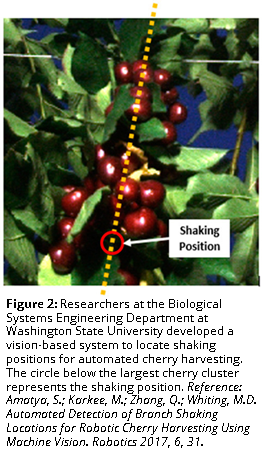 图2:华盛顿州立大学生物系统工程系的研究人员开发了一种基于视觉的系统，用于自动确定振动位置。最大的樱桃簇下面的圆圈表示震动位置。参考:Amatya,美国;Karkee m;张,问:;利用机器视觉自动检测机器樱桃收获的树枝振动位置。机器人技术2017,6,31。